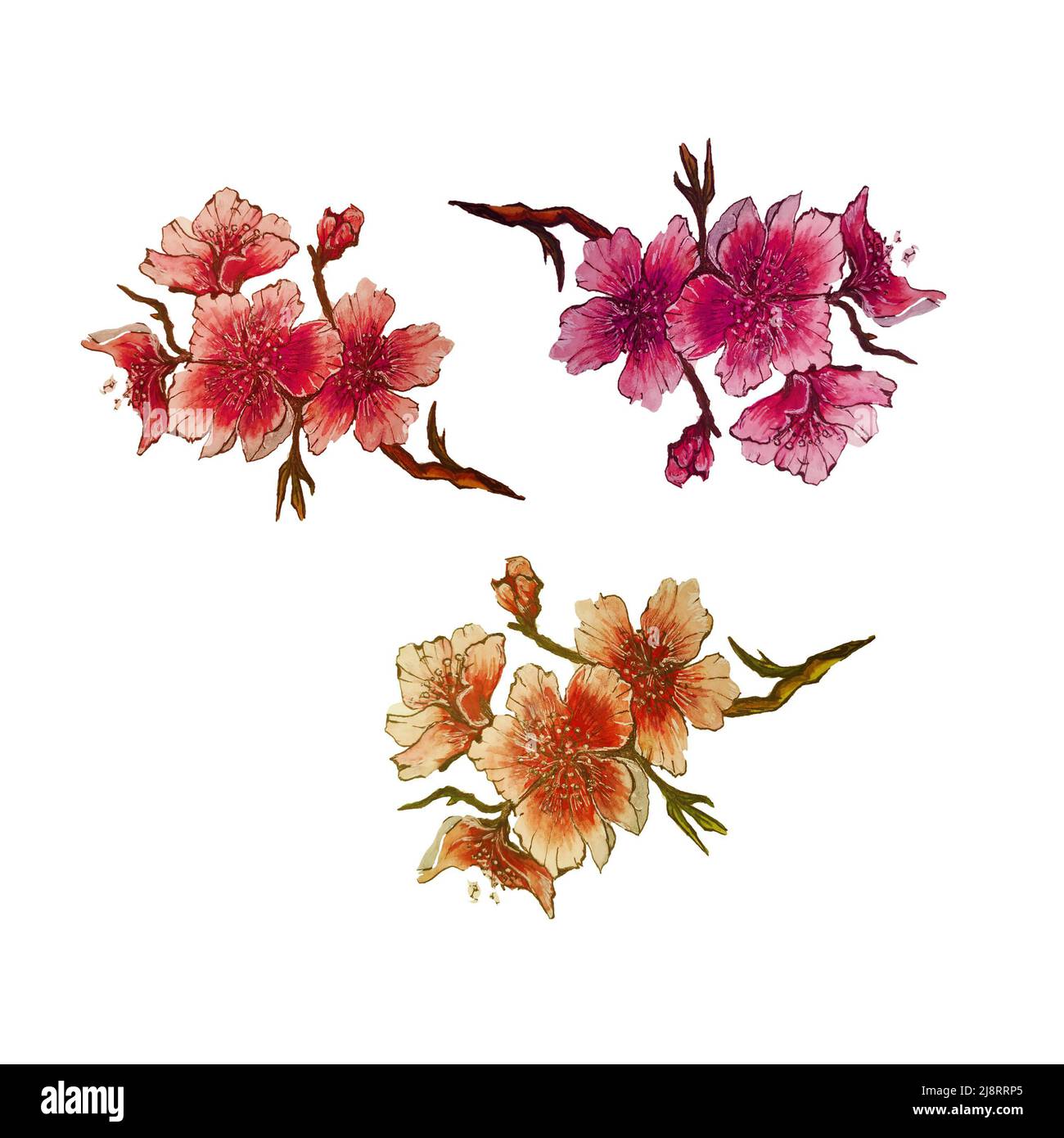 Disegno a mano acquerello sakura fiori branches.Isolated background.Design per invito di nozze, tessuto, imballaggio, tessile, copertina, cartolina, carta, Foto Stock