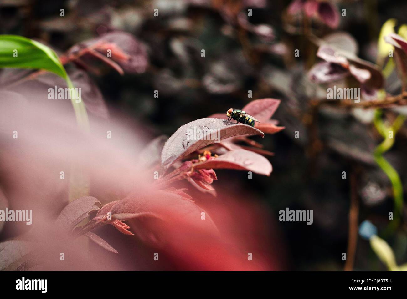 Foto macro di una mosca su una foglia Foto Stock
