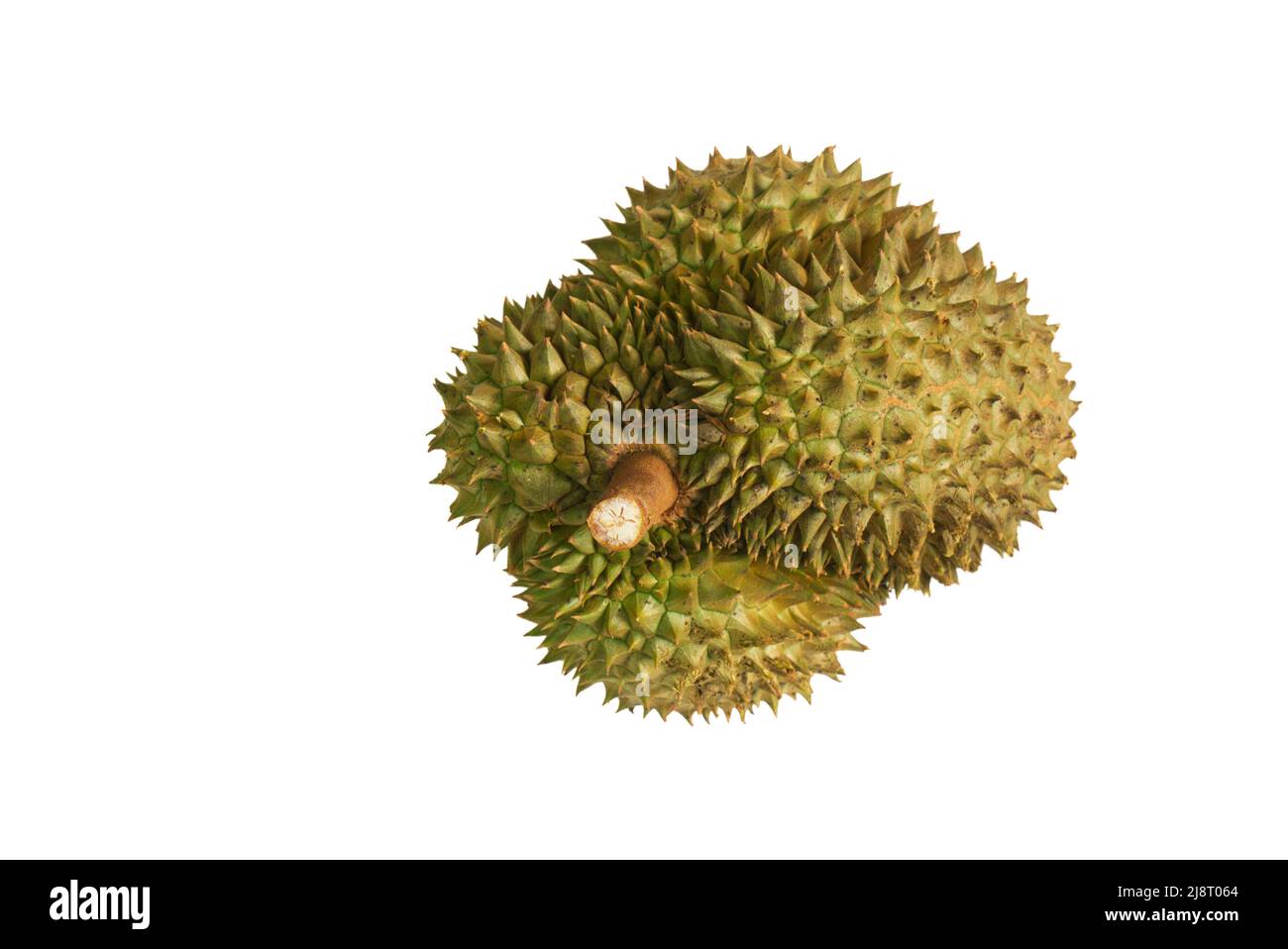 Thailandia isolata Durian su sfondo bianco, immagine vista dall'alto di Durian intero, il re di frutta Asia. Foto Stock