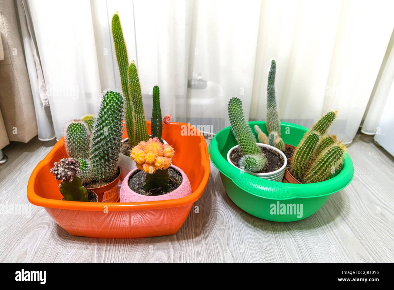 Cactus in bacini per versare acqua durante l'assenza di persone Foto Stock