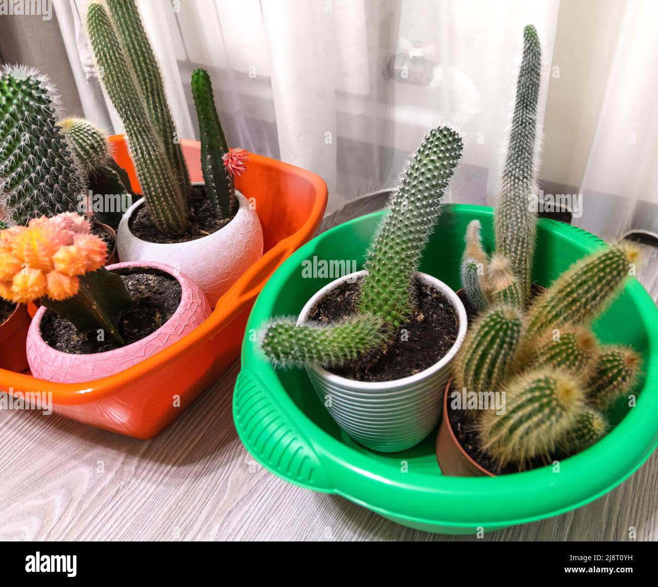 Cactus in bacini per versare acqua durante l'assenza di persone Foto Stock