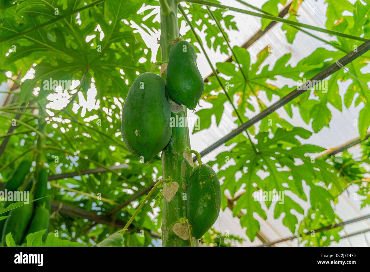 Molto bella piantagione di papaya in serra. La papaya o Carica papaya origine è nei tropici delle Americhe. La frutta è appesa ai rami Foto Stock