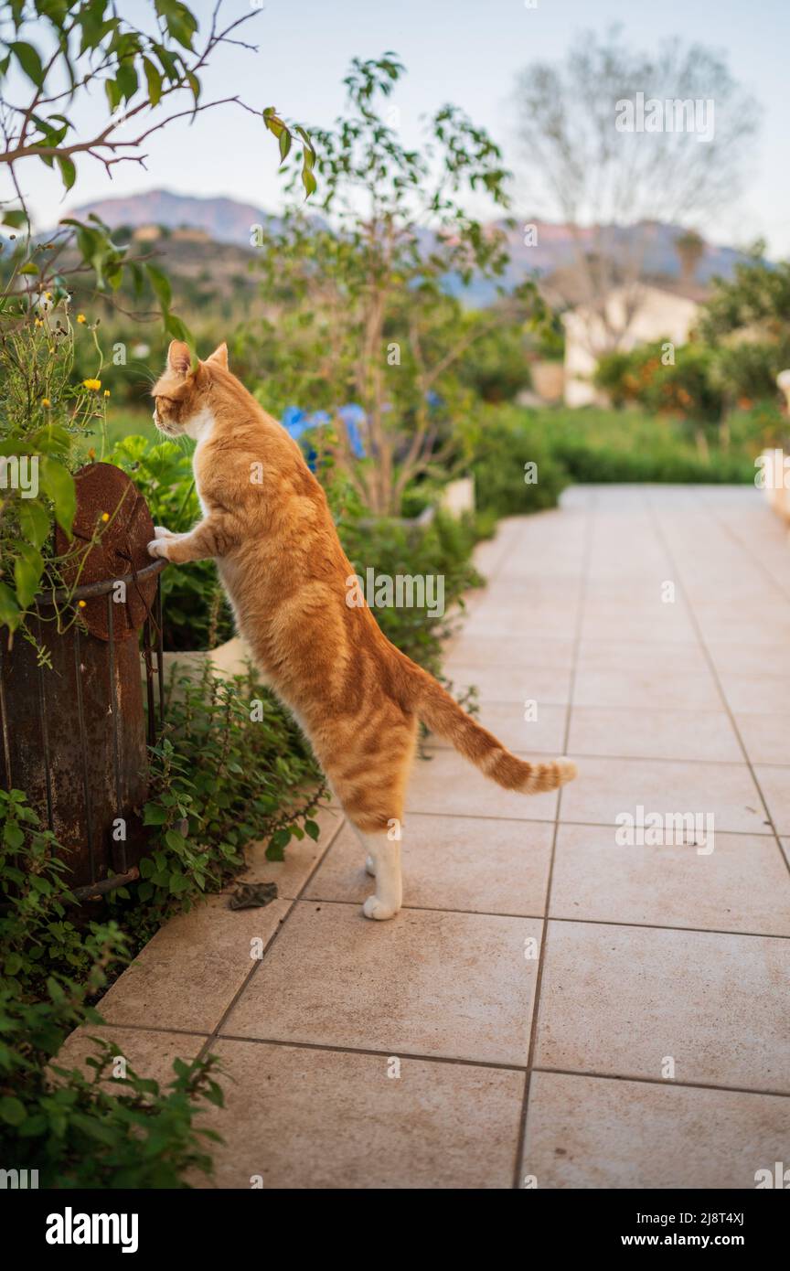 Gatto in piedi in cortile casa rurale Foto Stock