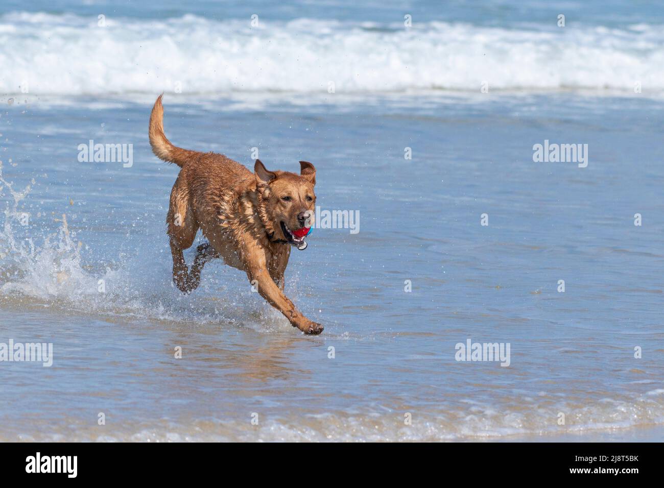 Un Labrador che corre in mare tenendo una palla in bocca a Fistral a Newquay in Cornovaglia nel Regno Unito. Foto Stock