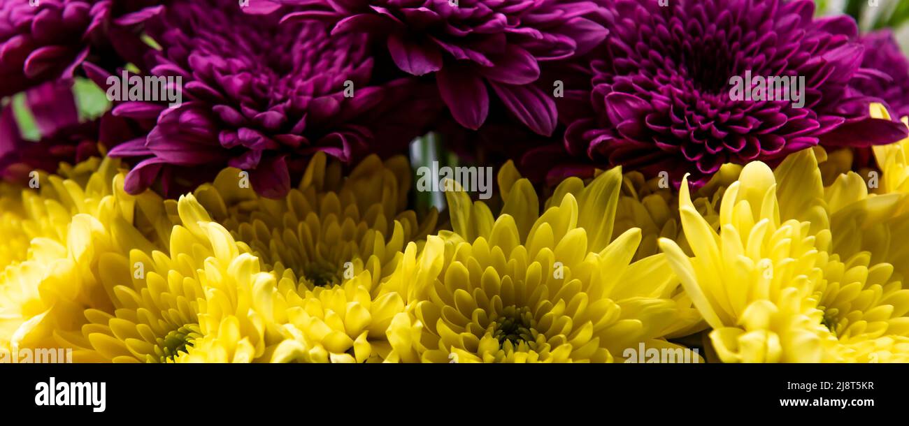 Un primo piano panoramico dei petali di Chrysanthemums colorati. Foto Stock