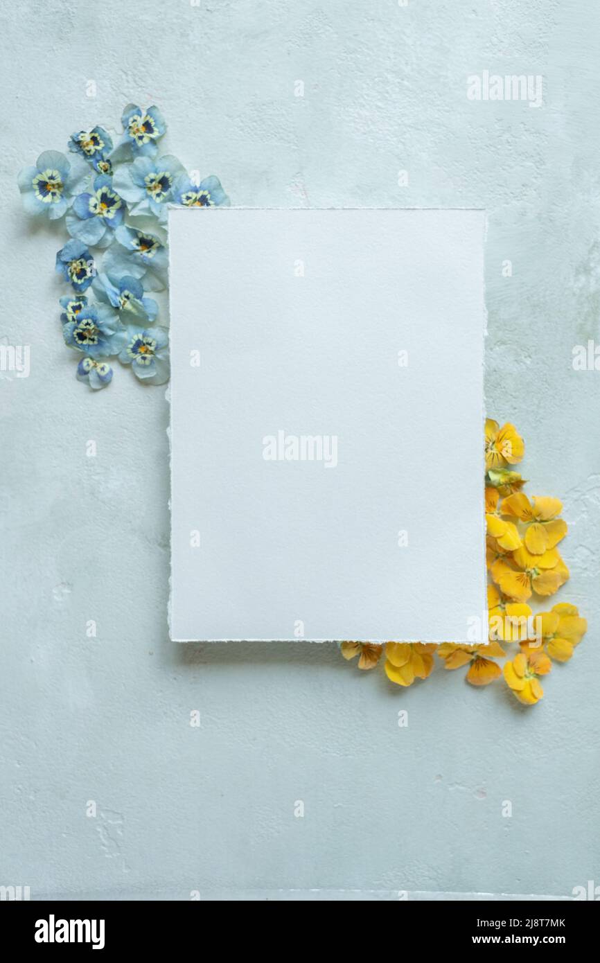 fiori giallo e blu simbolo bandiera ucraina, mockup carta Foto Stock