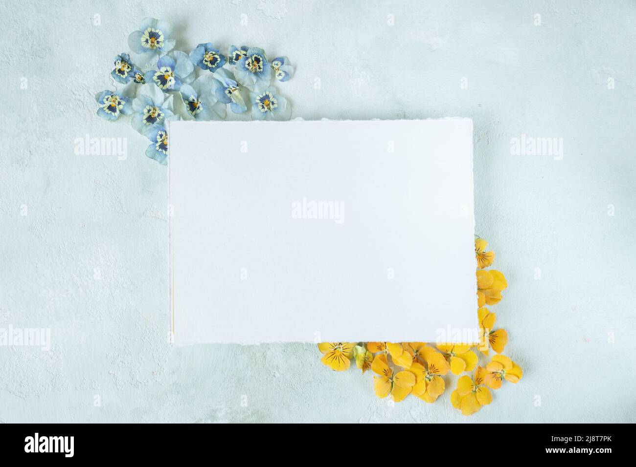 fiori giallo e blu simbolo bandiera ucraina, mockup carta Foto Stock