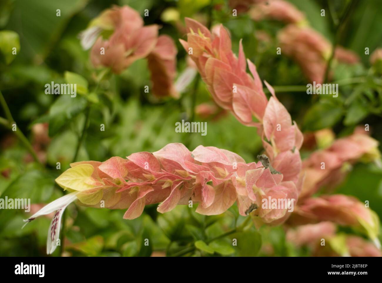 Fiore di pianta di gamberi Foto Stock
