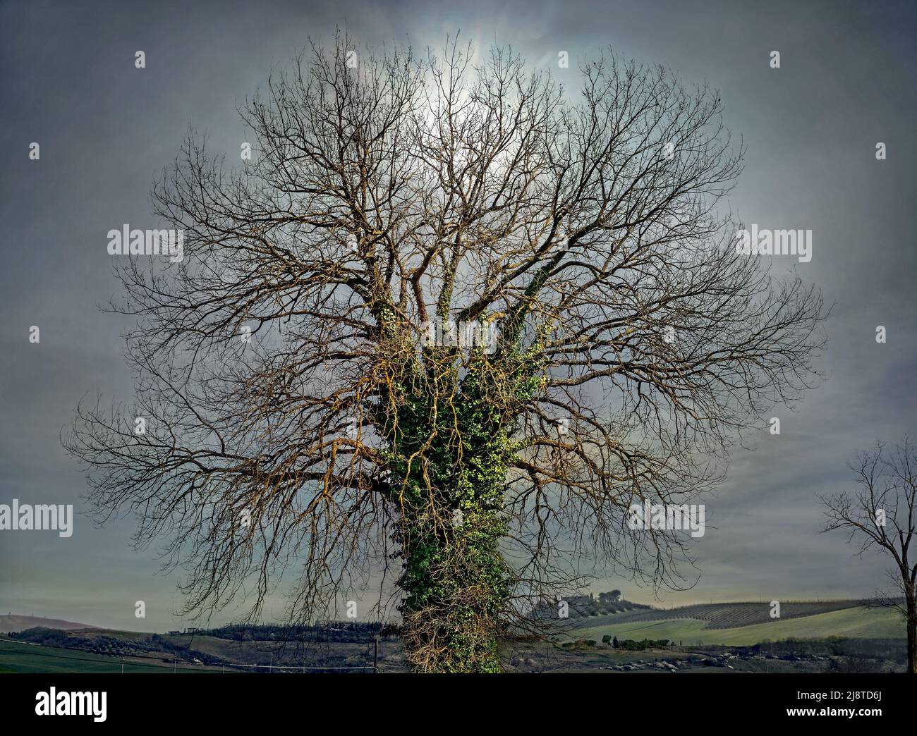 Lone vecchio albero sullo sfondo di cielo nebbia e toscana mattina paesaggio rurale in primavera Foto Stock