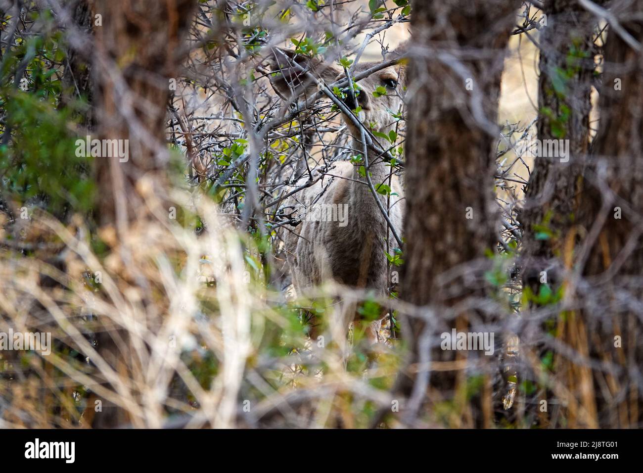Il Mule Deer delle Montagne Rocciose è una specie bellissima con grandi orecchie e occhi luminosi. Foto Stock