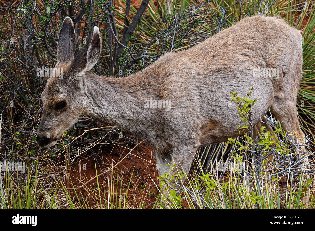 Il Mule Deer delle Montagne Rocciose è una specie bellissima con grandi orecchie e occhi luminosi. Foto Stock