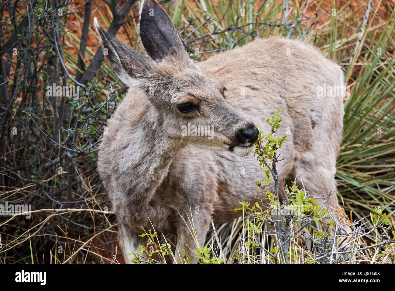 Il Mule Deer delle Montagne Rocciose è una specie bellissima con grandi orecchie e occhi luminosi. Foto Stock
