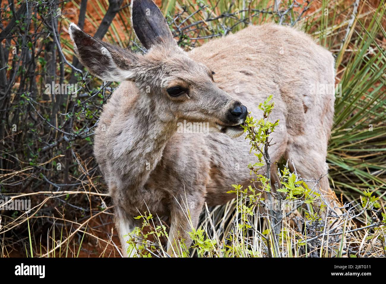Il Mule Deer delle Montagne Rocciose è una specie bellissima con grandi orecchie e occhi luminosi. Foto Stock