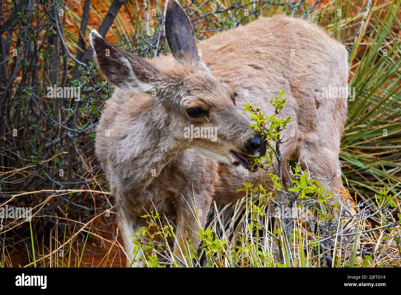 Il Mule Deer delle Montagne Rocciose è una specie bellissima con grandi orecchie e occhi luminosi. Foto Stock