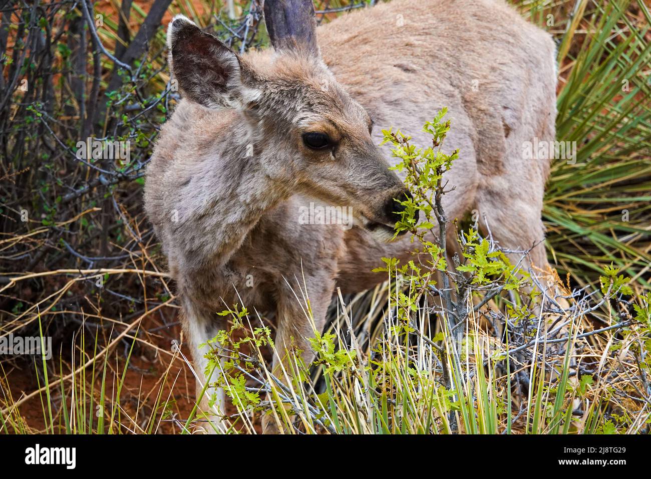 Il Mule Deer delle Montagne Rocciose è una specie bellissima con grandi orecchie e occhi luminosi. Foto Stock