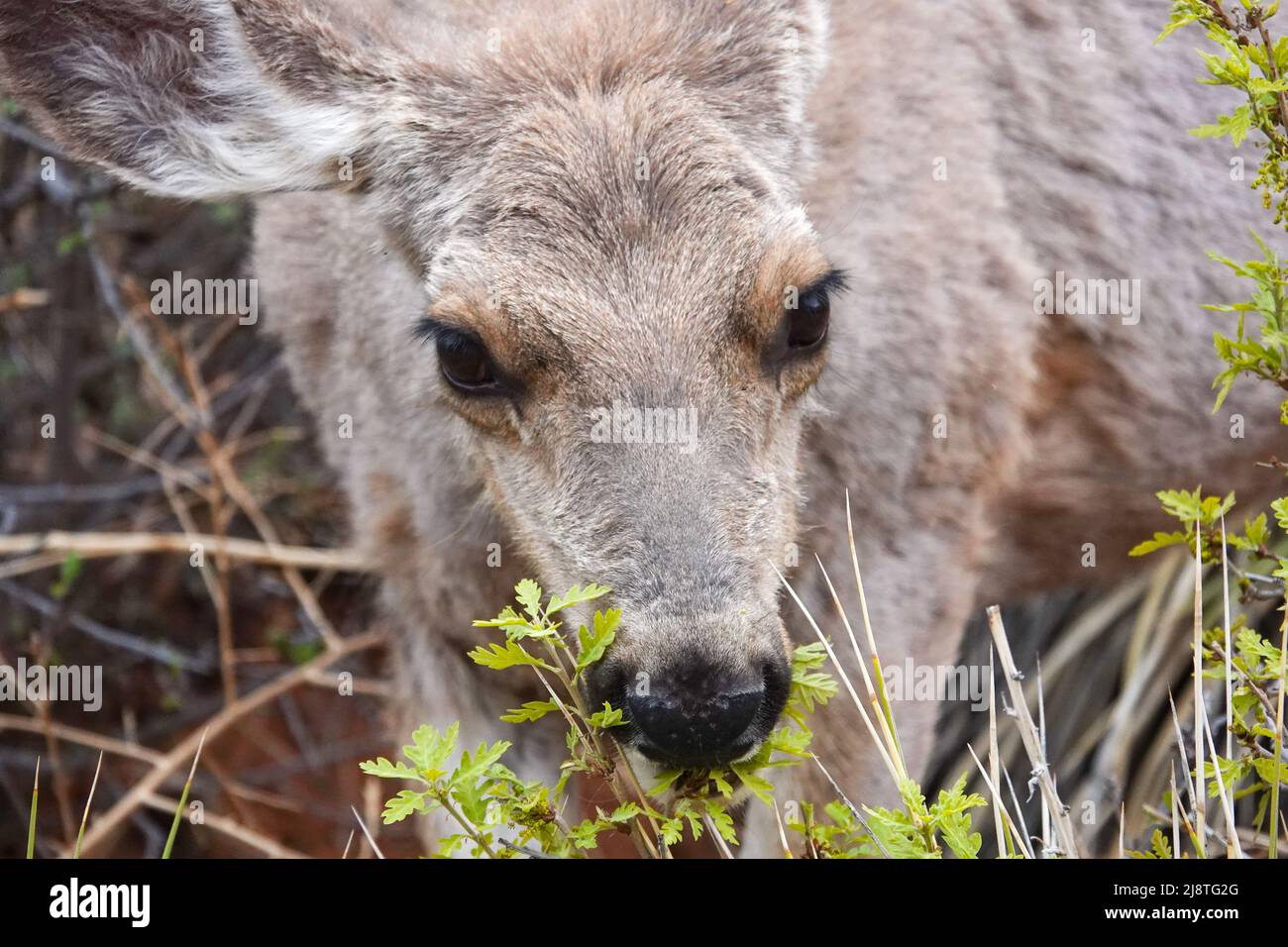 Il Mule Deer delle Montagne Rocciose è una specie bellissima con grandi orecchie e occhi luminosi. Foto Stock