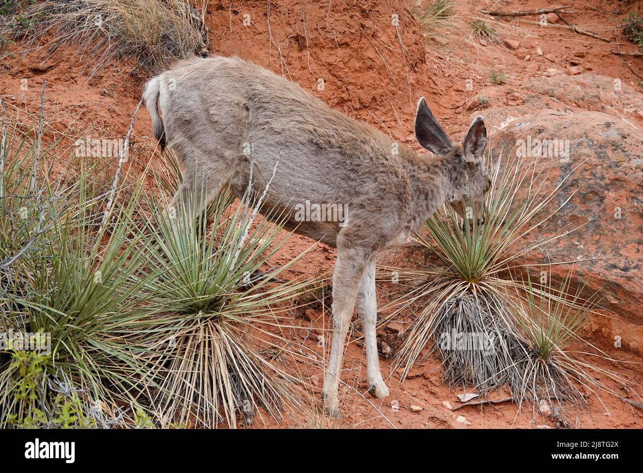 Il Mule Deer delle Montagne Rocciose è una specie bellissima con grandi orecchie e occhi luminosi. Foto Stock
