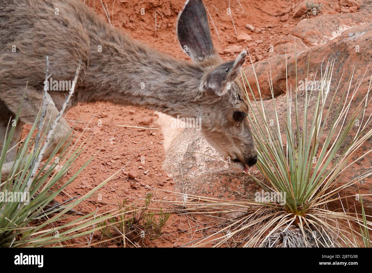 Il Mule Deer delle Montagne Rocciose è una specie bellissima con grandi orecchie e occhi luminosi. Foto Stock