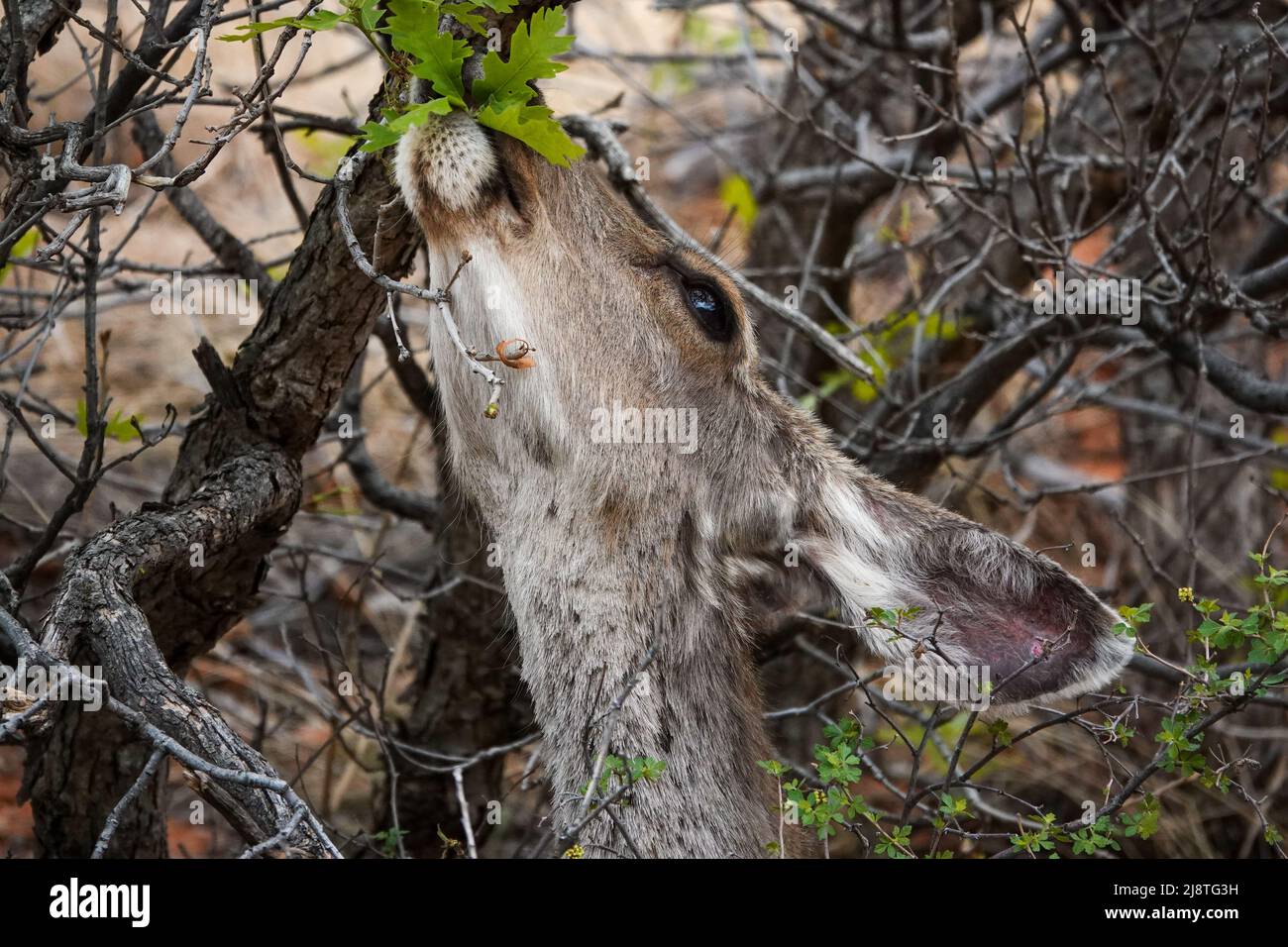 Il Mule Deer delle Montagne Rocciose è una specie bellissima con grandi orecchie e occhi luminosi. Foto Stock