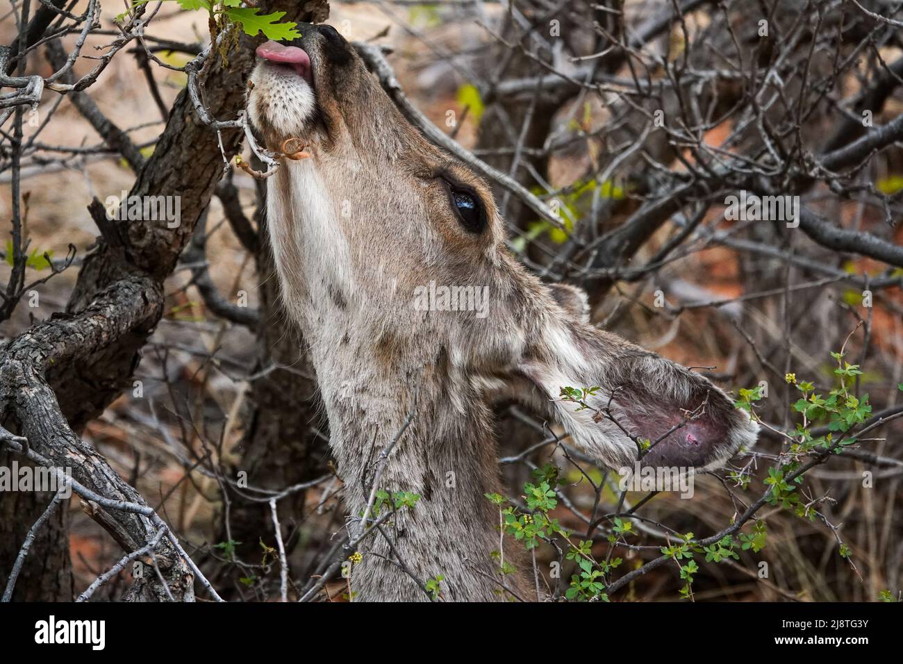 Il Mule Deer delle Montagne Rocciose è una specie bellissima con grandi orecchie e occhi luminosi. Foto Stock