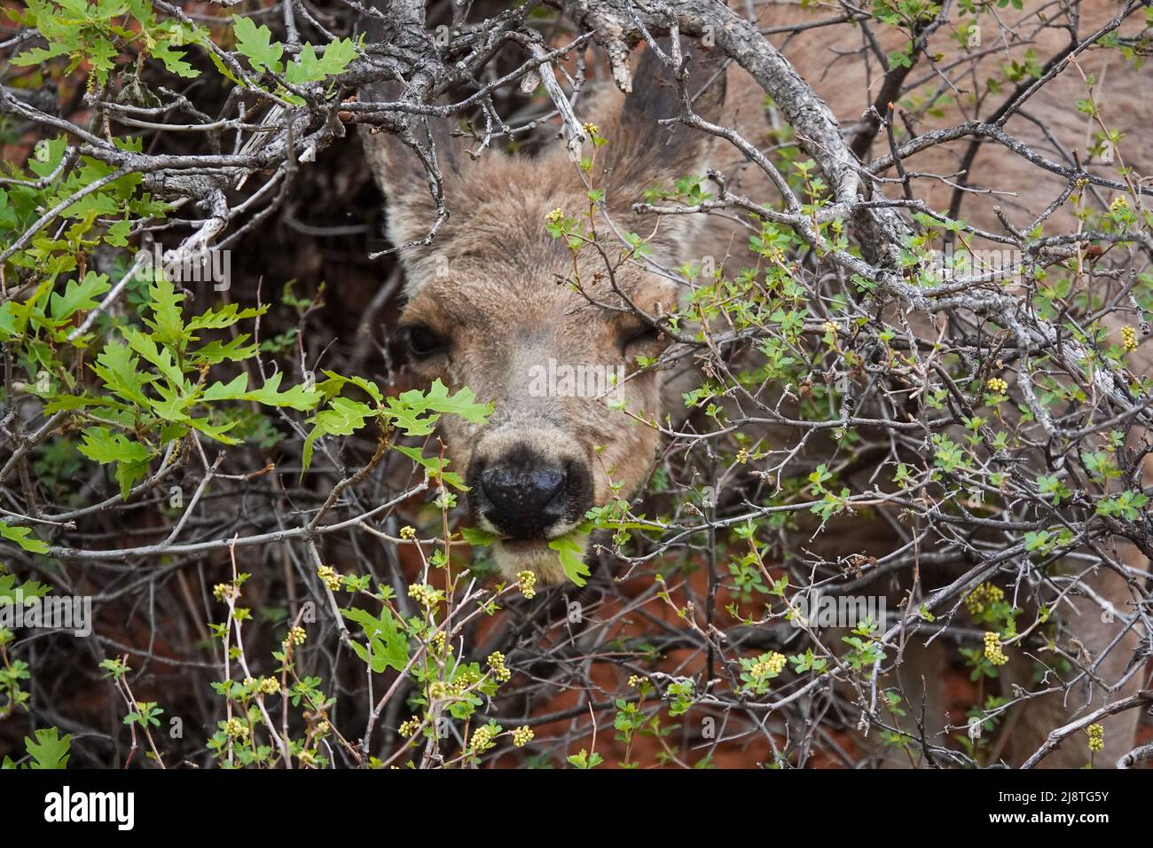 Il Mule Deer delle Montagne Rocciose è una specie bellissima con grandi orecchie e occhi luminosi. Foto Stock