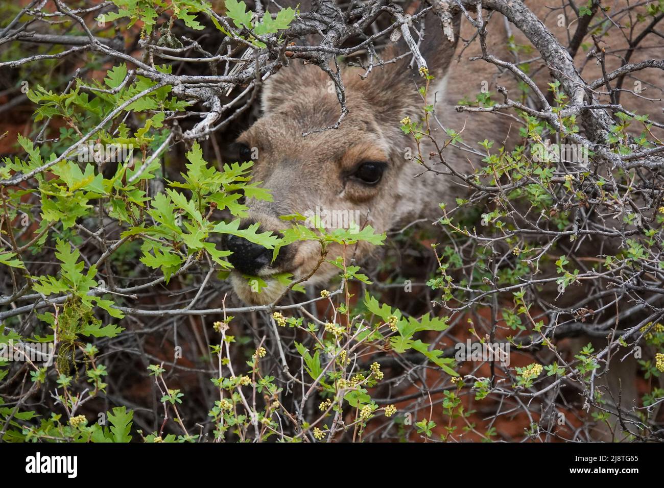 Il Mule Deer delle Montagne Rocciose è una specie bellissima con grandi orecchie e occhi luminosi. Foto Stock