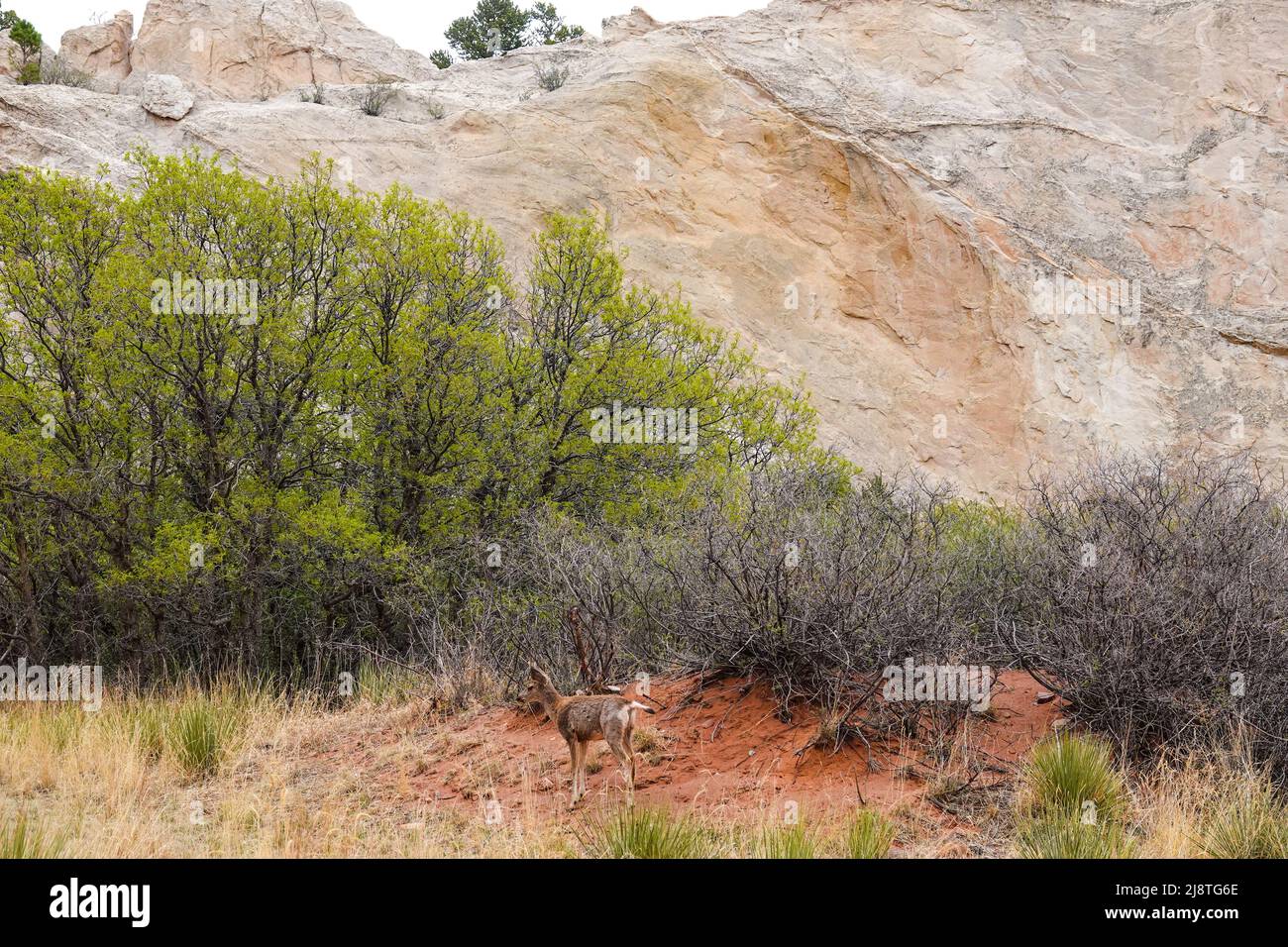 Il Mule Deer delle Montagne Rocciose è una specie bellissima con grandi orecchie e occhi luminosi. Foto Stock