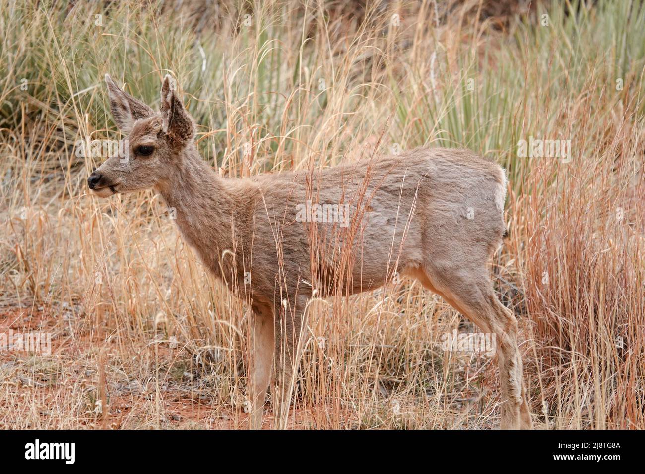 Il Mule Deer delle Montagne Rocciose è una specie bellissima con grandi orecchie e occhi luminosi. Foto Stock