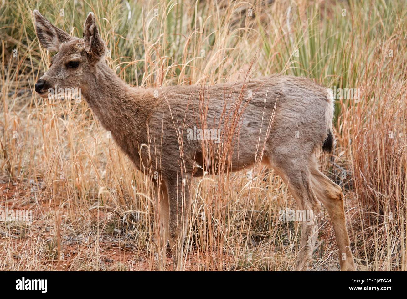Il Mule Deer delle Montagne Rocciose è una specie bellissima con grandi orecchie e occhi luminosi. Foto Stock