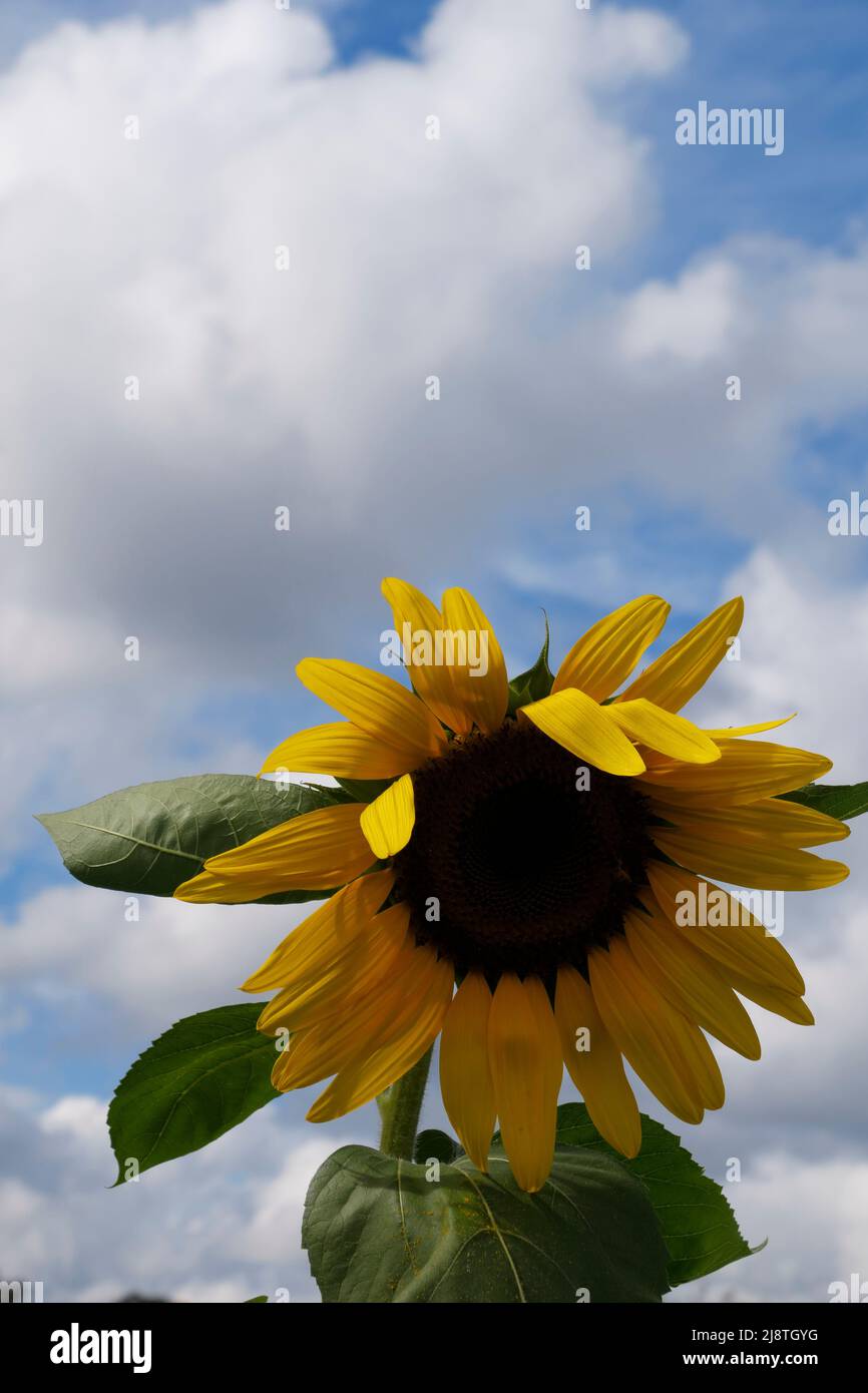 Splendido girasole giallo con silhouette su un cielo blu e nuvole. Foto Stock