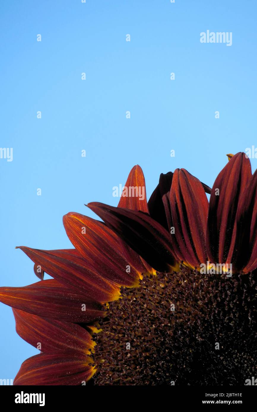 Primo piano con petali di girasole rossi e sfondo blu morbido. Foto Stock