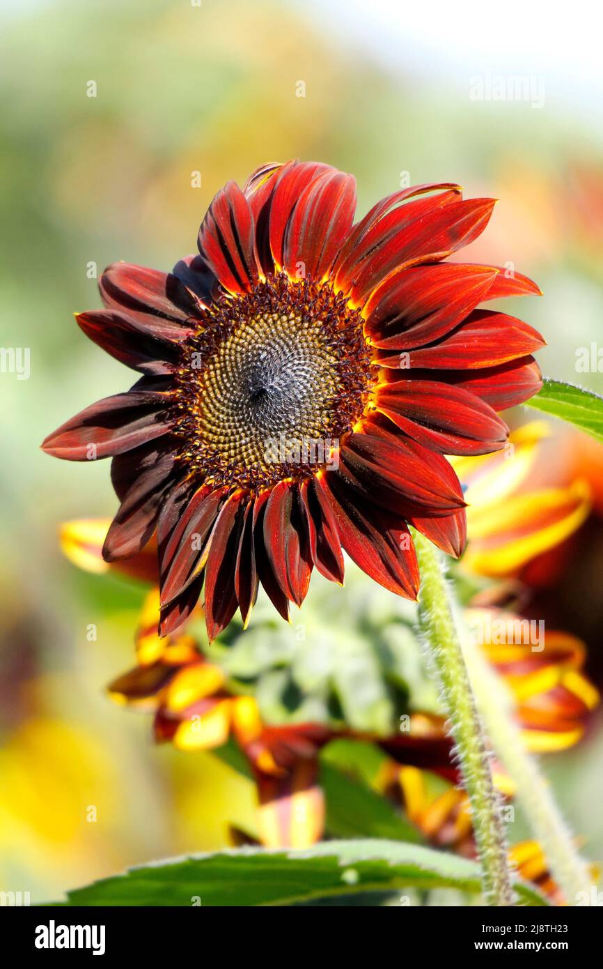 Primo piano con petali di girasole rossi e sfondo morbido. Foto Stock