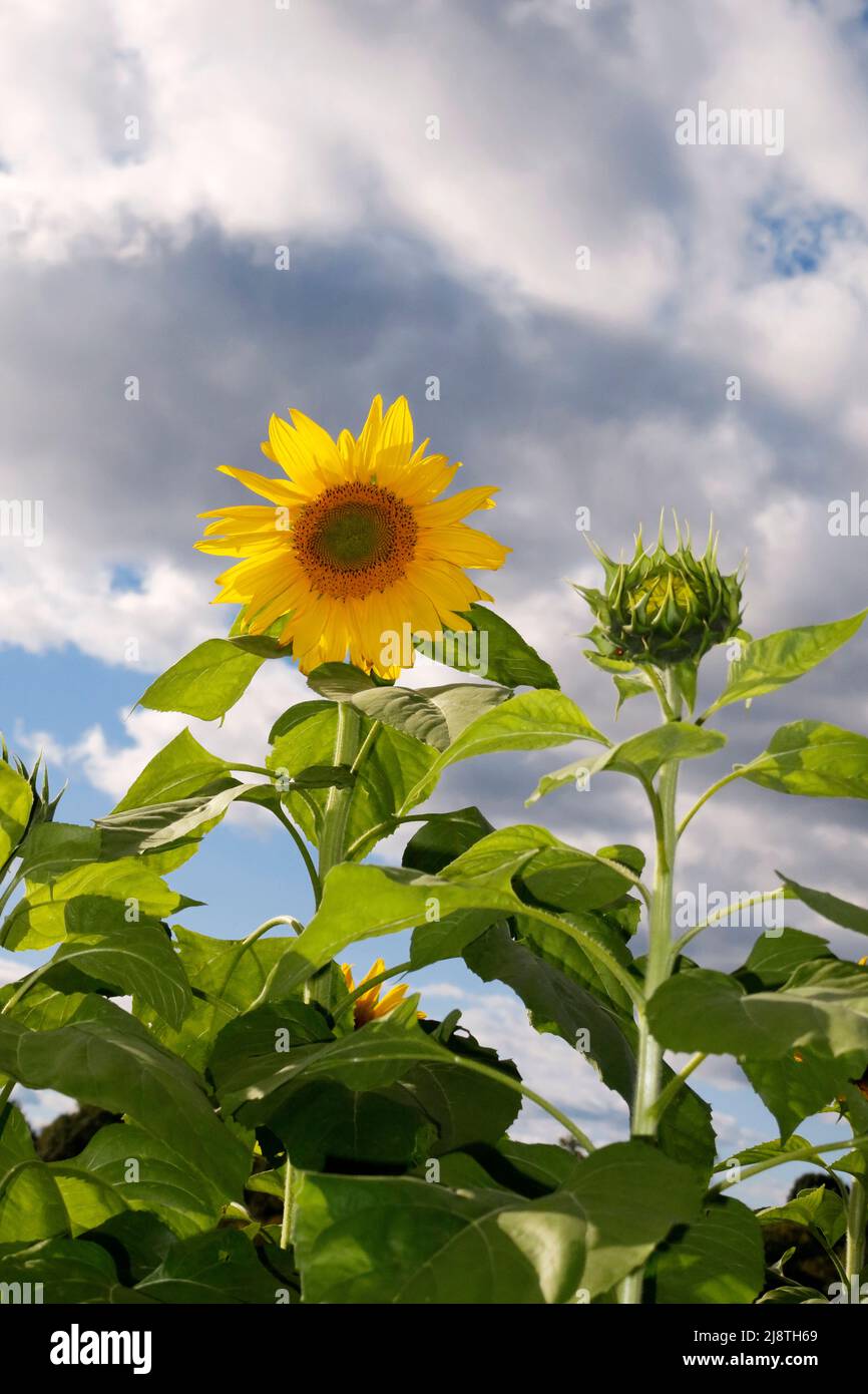 Primo piano di girasole in un campo di girasoli con nuvole bianche soffici. Foto Stock