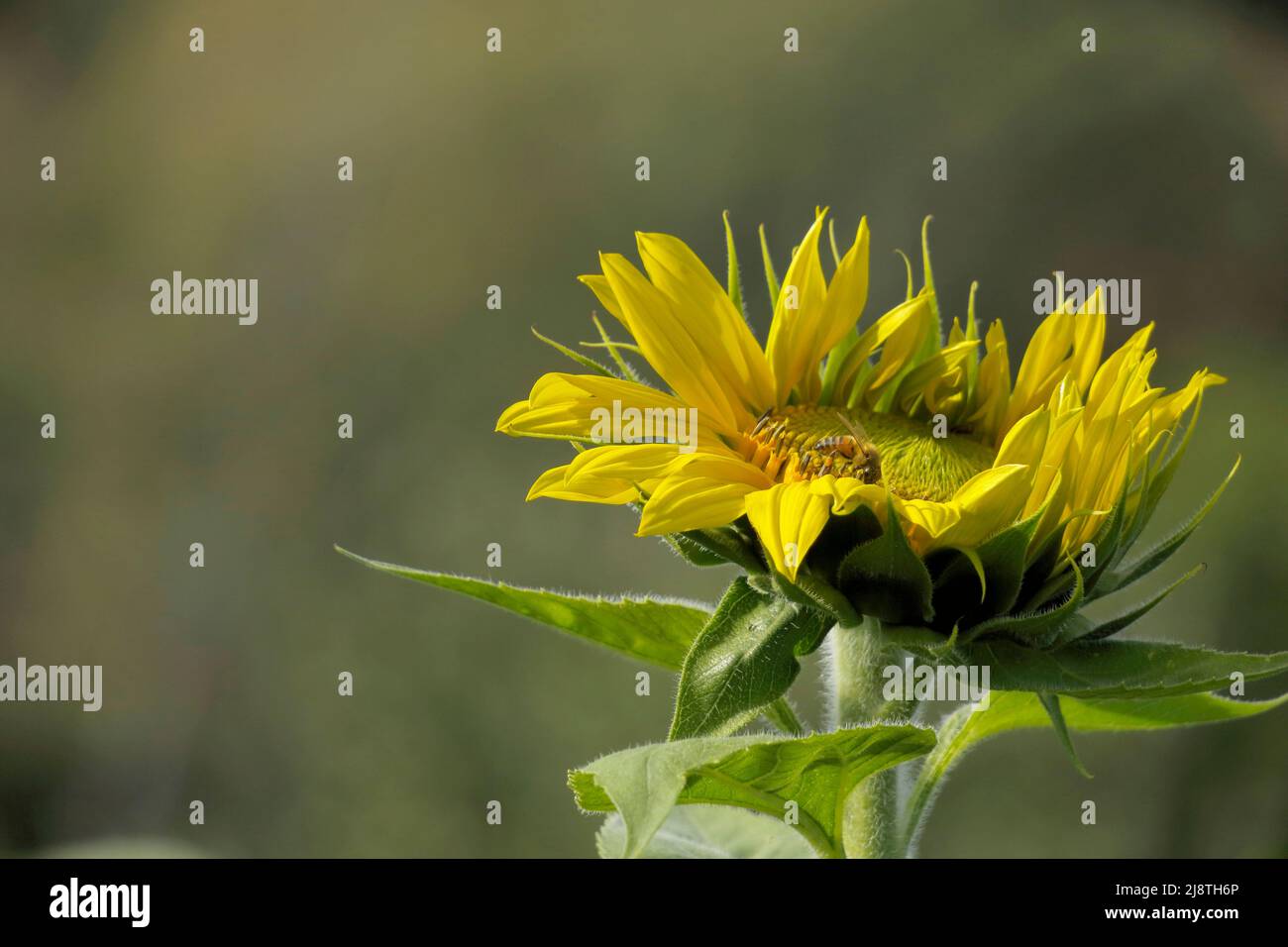 Primo piano di girasole con sfondo morbido. Foto Stock
