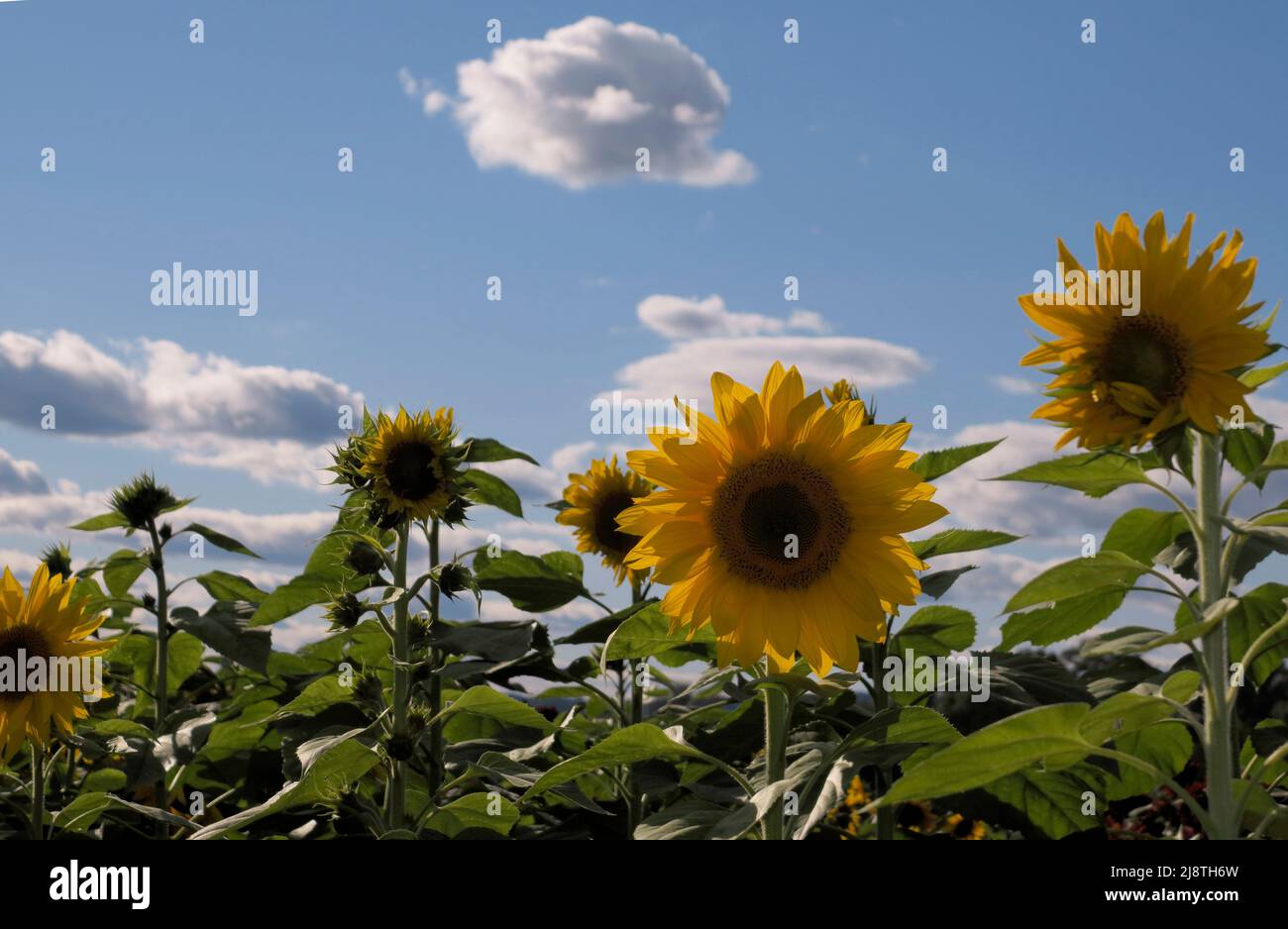 Primi piani di girasole in un campo di girasoli con un cielo blu e nuvole bianche soffici. Foto Stock