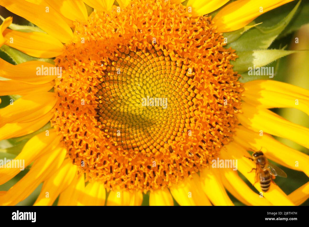 Primo piano di girasole in un campo di girasoli. Foto Stock