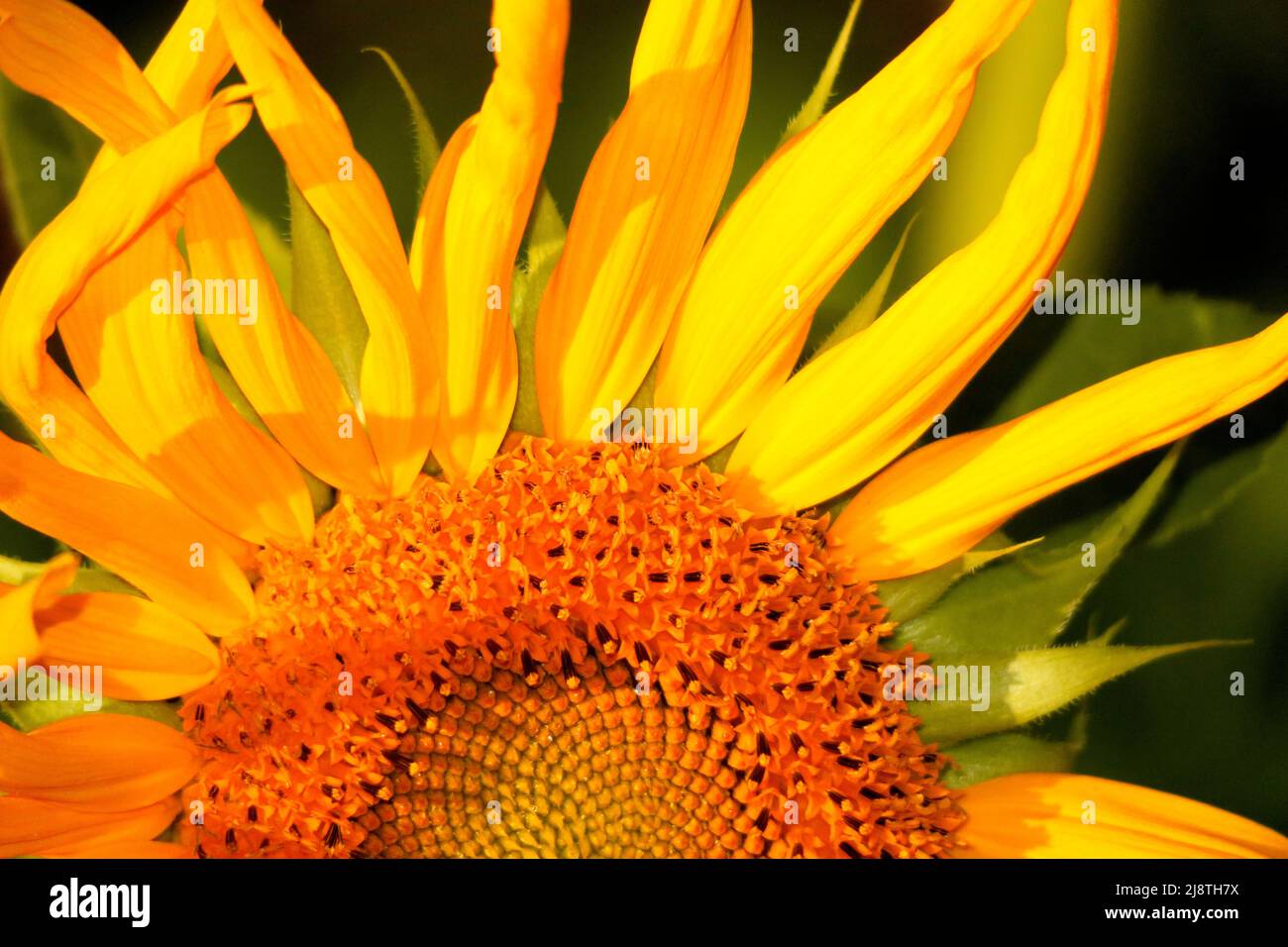 Primo piano di una testa di girasole gialla. Foto Stock
