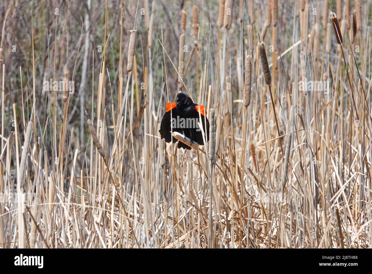 I Blackbirds ad alare rossa si siedono in un campo e tentano di mettersi in contatto Foto Stock