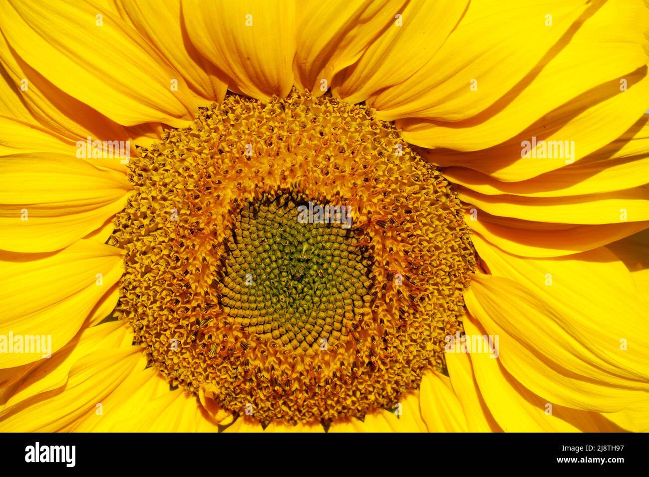 Primo piano di girasole in un campo di girasoli. Foto Stock