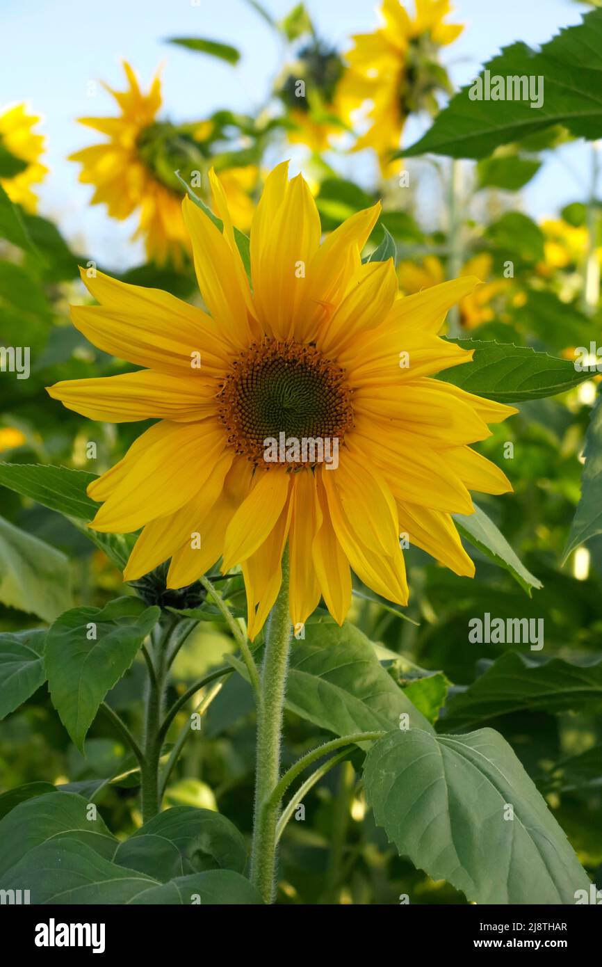 Primo piano di girasole in un campo di girasoli. Foto Stock