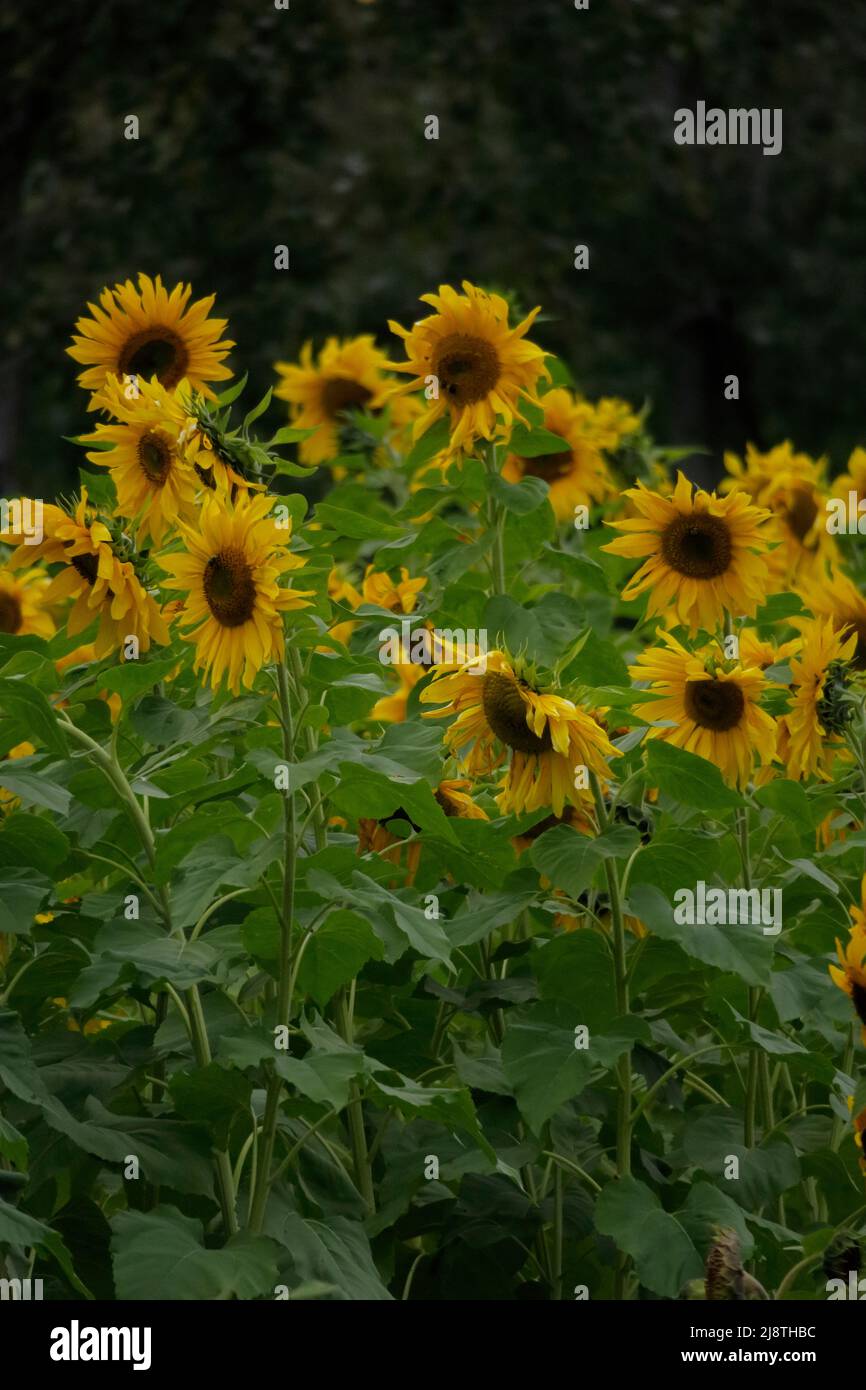 Primi piani di girasole in un campo di girasoli. Foto Stock