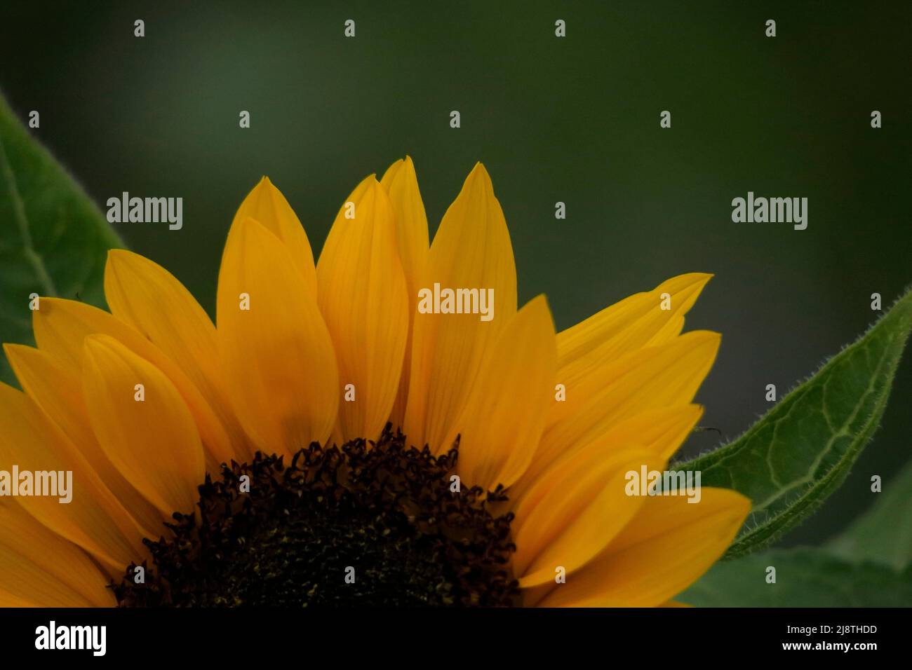 Primo piano di girasole con sfondo morbido. Foto Stock