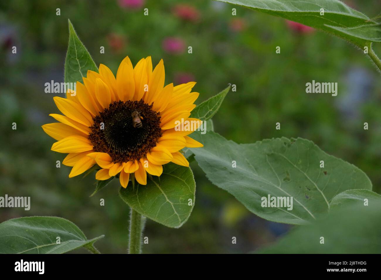 Primo piano di girasole con api da miele e fogliame verde. Foto Stock