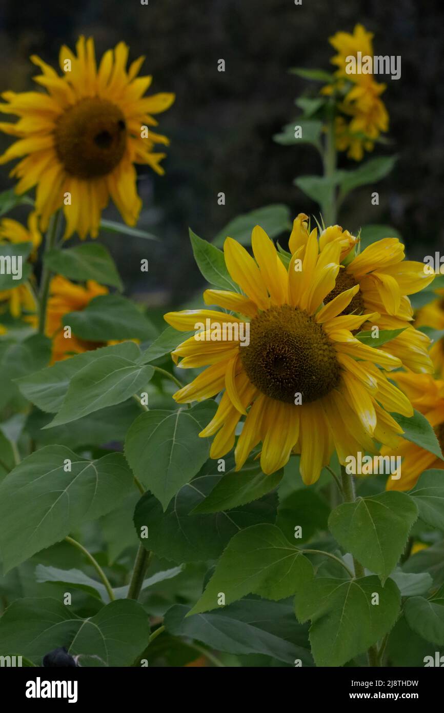 Primi piani di girasole in un campo di girasoli. Foto Stock