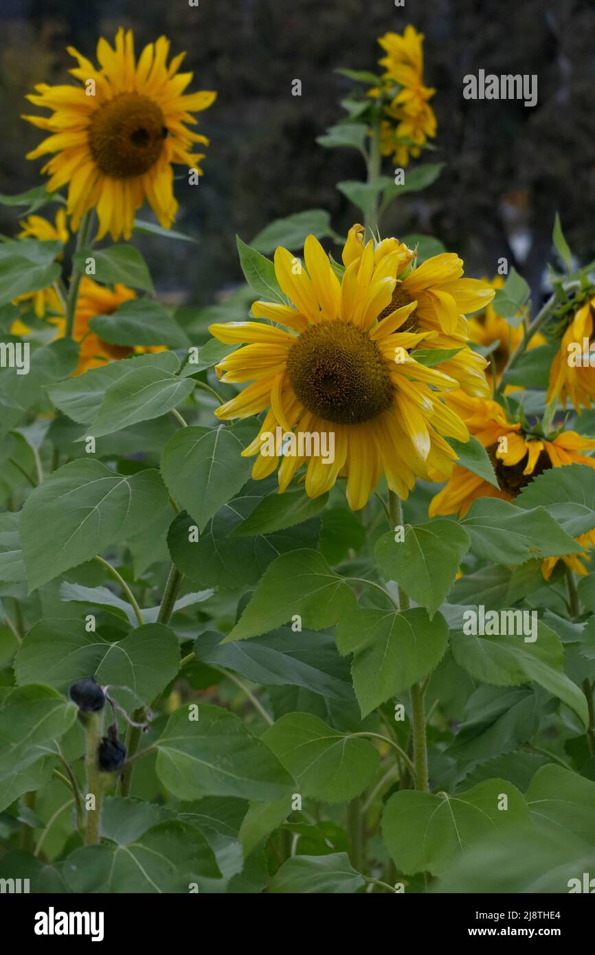 Primi piani di girasole in un campo di girasoli. Foto Stock