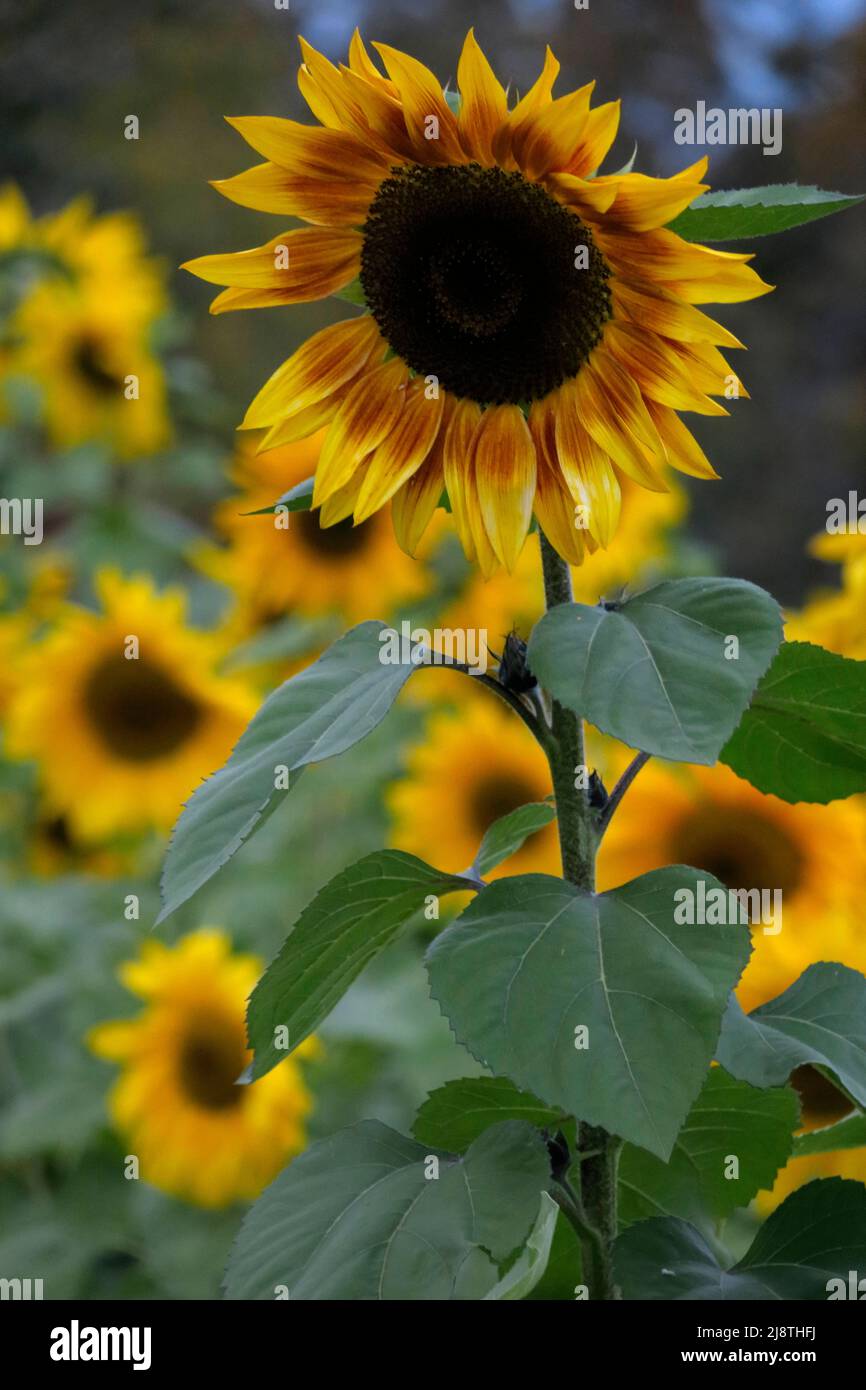Primi piani di girasole in un campo di girasoli. Foto Stock