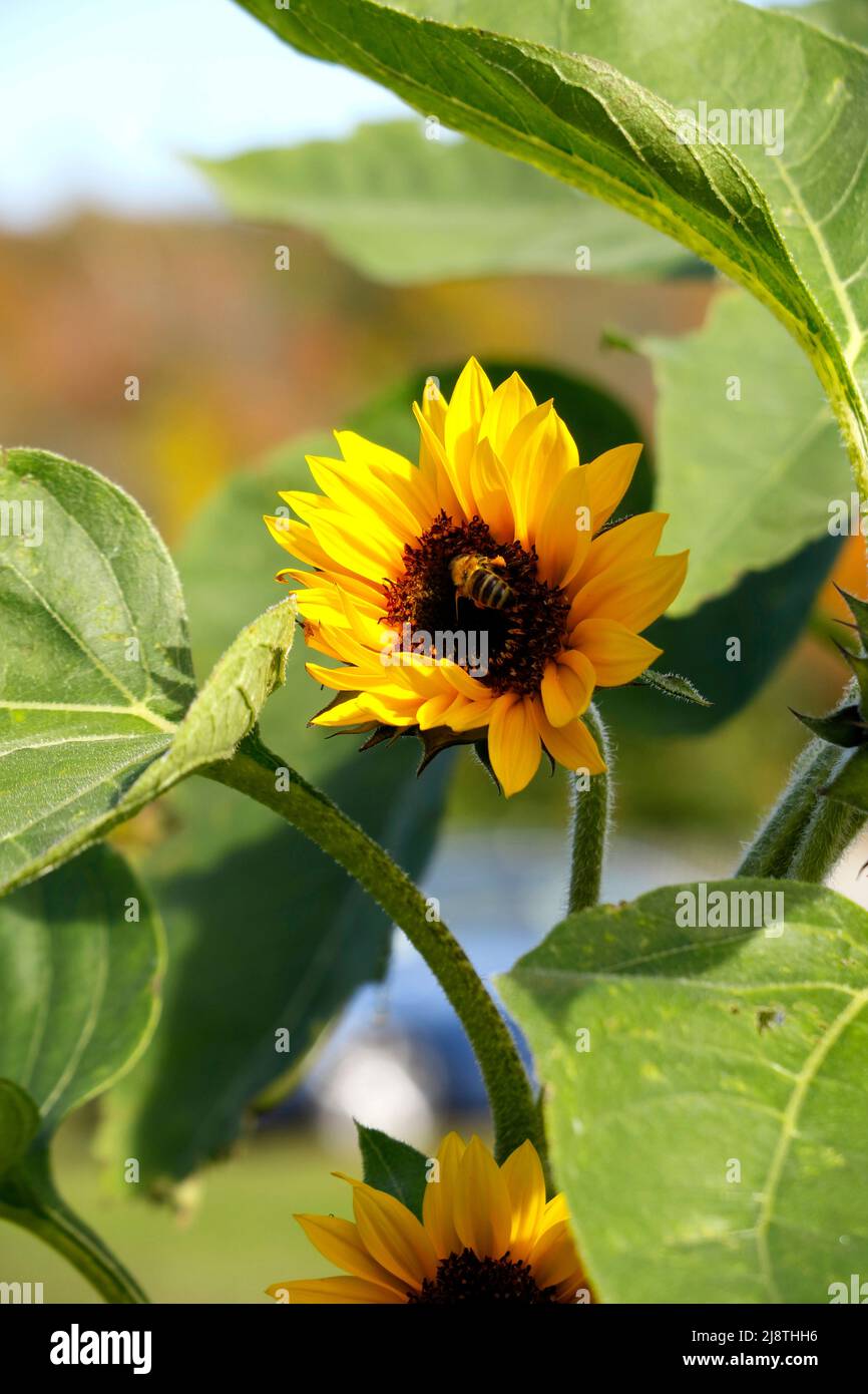 Primo piano di girasole con un'ape e un fogliame verde. Foto Stock
