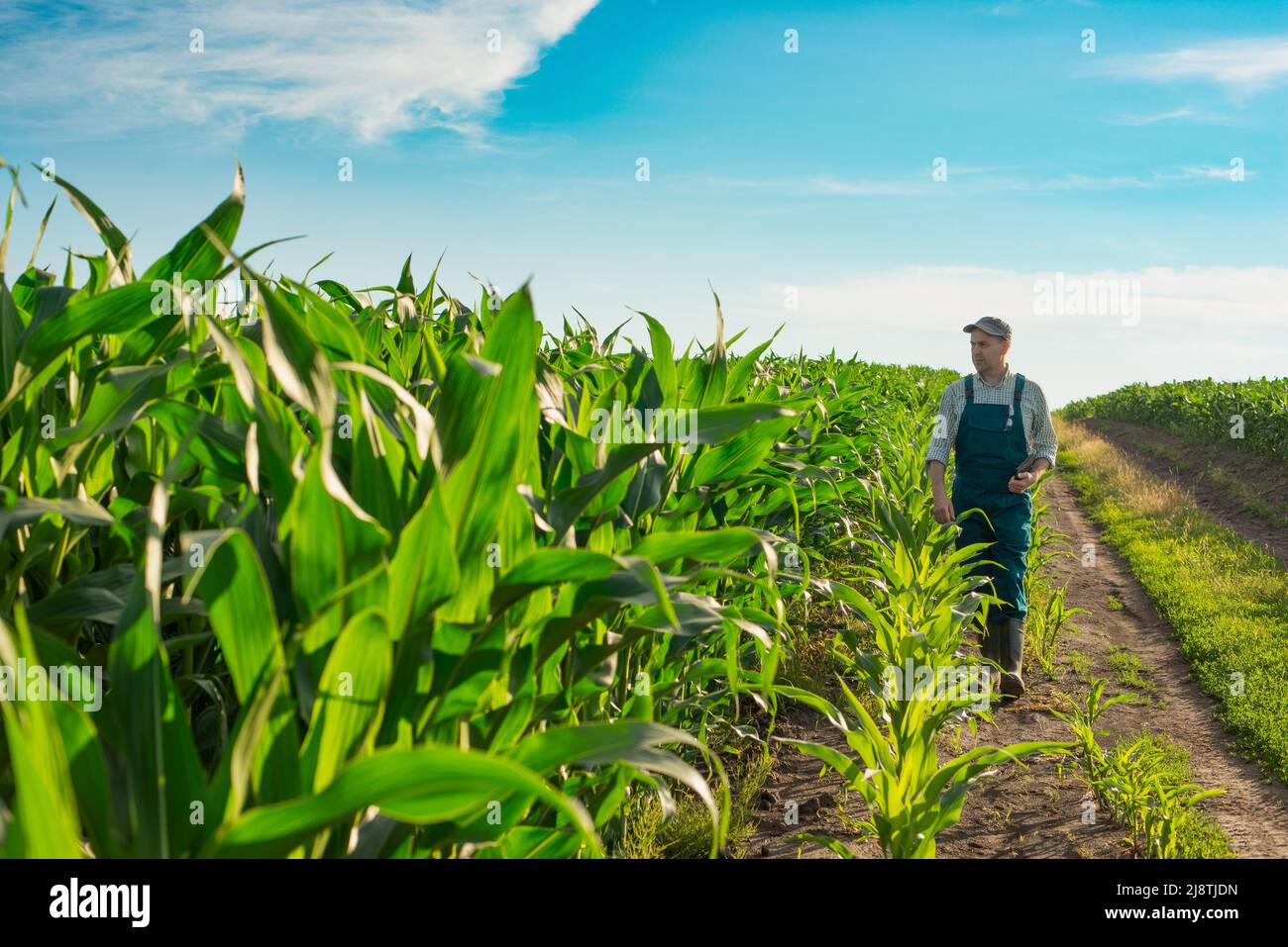 Caucasico calmo coltivatore di mais maschio in tute passeggiate lungo il campo di mais con tablet pc nelle sue mani Foto Stock