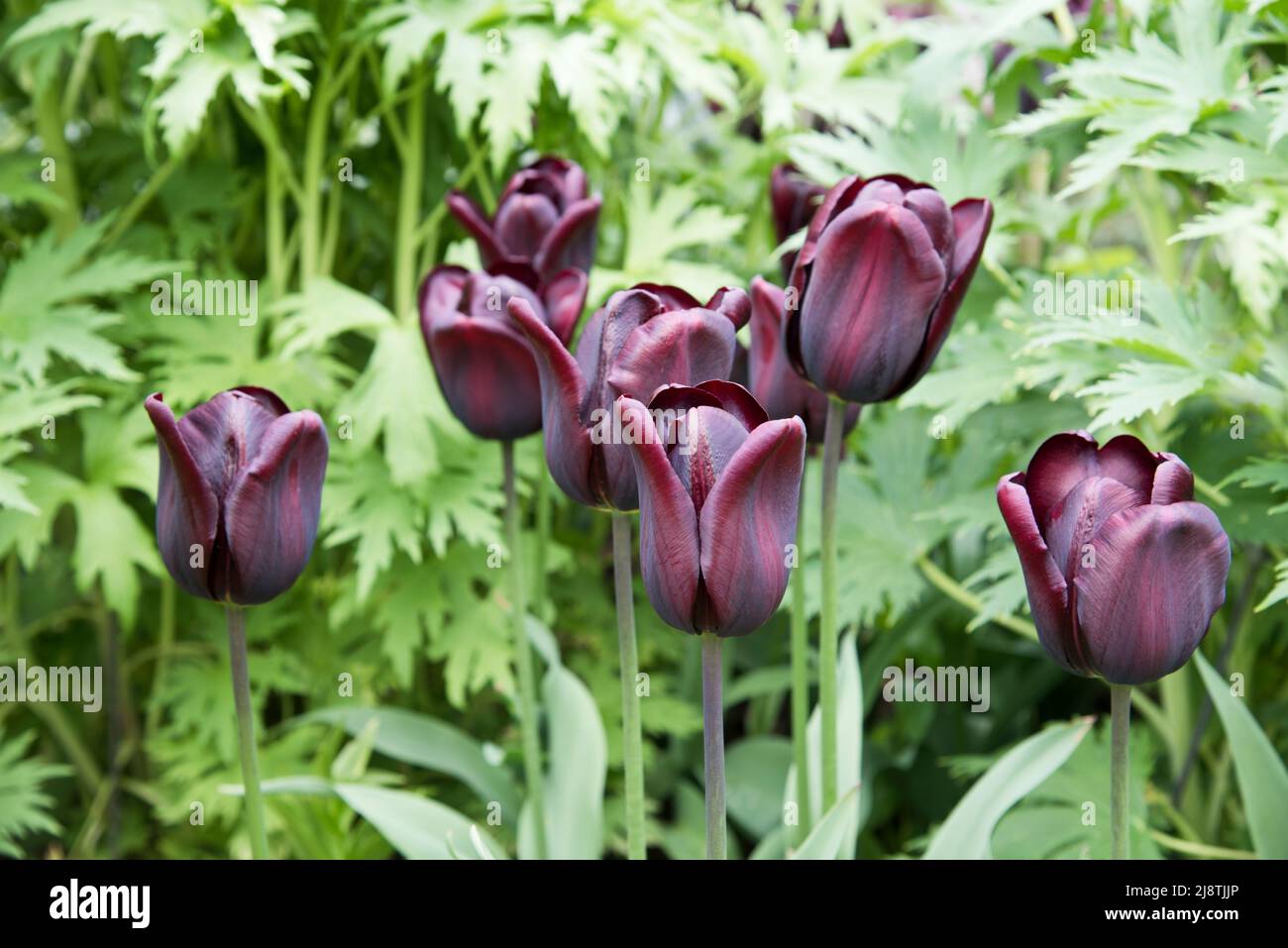 Tulipa 'Cafe Noir " Foto Stock