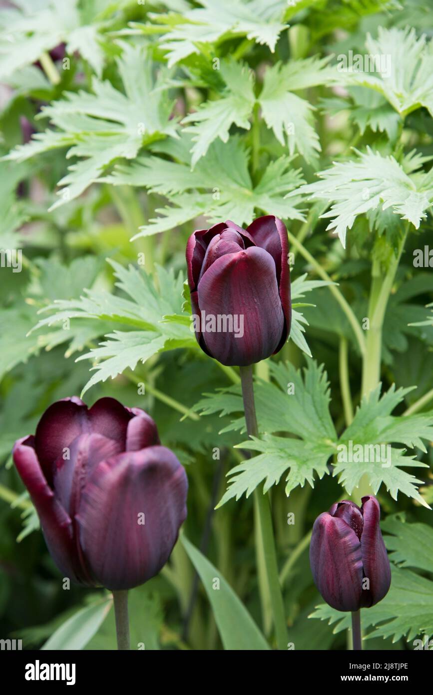 Tulipa 'Cafe Noir " Foto Stock
